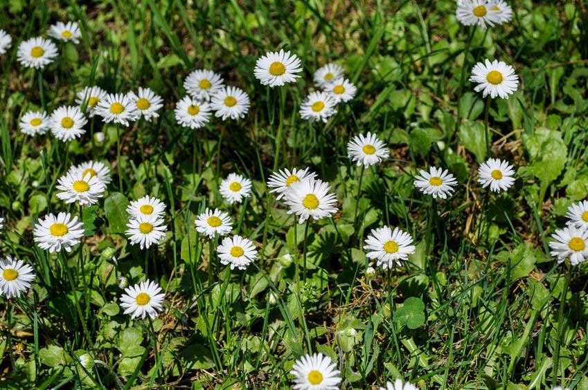 Bellis Perennis også kend som Tusindfryd