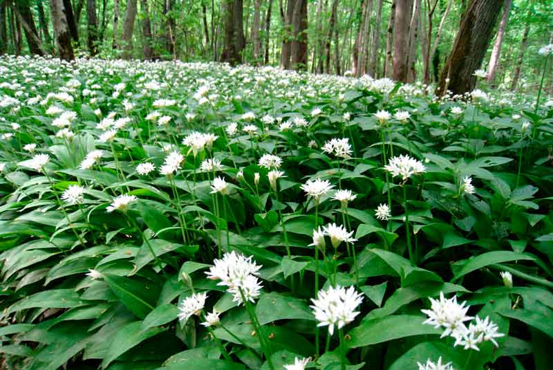 Ramsløg i blomst